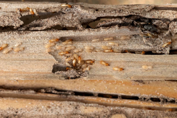 Flea Control Services in Lewisport, KY